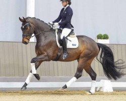 dressage horse Fontainebleau (Westphalian, 2020, from Fürstenball)