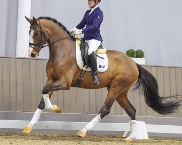 dressage horse Zaubertraum (Westphalian, 2020, from Zoom)