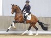 dressage horse Vino Tinto (Westphalian, 2020, from Viva Gold OLD)