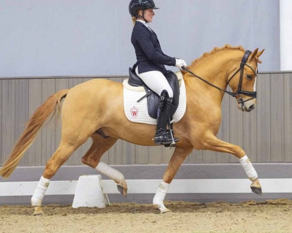 dressage horse Der kleine Donner 8 (German Riding Pony, 2019, from Dating At NRW)
