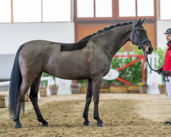 dressage horse Santa Elena GV (Westphalian, 2018, from San Francisco OLD)
