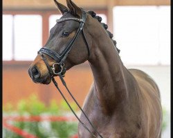 dressage horse AK's Freixenet (Bavarian, 2018, from Tannenhof's Fahrenheit)