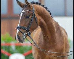 dressage horse Hengst von Vivat Rex / Lissaro (Westphalian, 2021, from Vivat Rex)