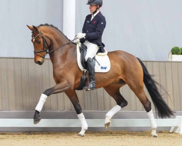 dressage horse Valdemossa de Colonia (Westphalian, 2020, from Vaderland OLD)