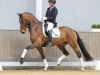 dressage horse Valdemossa de Colonia (Westphalian, 2020, from Vaderland OLD)