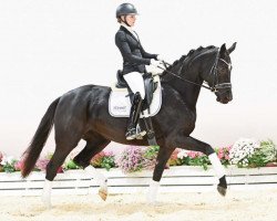 dressage horse Queensland (Oldenburg, 2020, from Q-Sieben OLD)