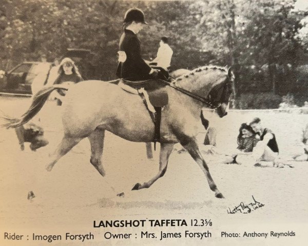 horse Langshot Taffeta (Welsh-Pony (Section B), 1982, from Gunthwaite Briar)