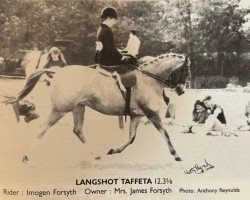 Pferd Langshot Taffeta (Welsh Pony (Sek.B), 1982, von Gunthwaite Briar)