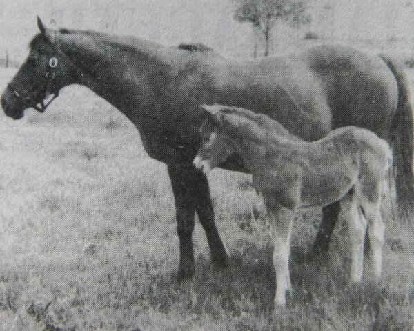 broodmare Towy Valley Hawthorn (British Riding Pony, 1971, from Tanner Mercury)