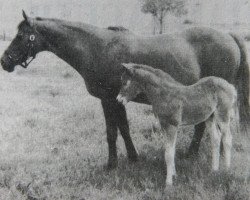 Zuchtstute Towy Valley Hawthorn (British Riding Pony, 1971, von Tanner Mercury)