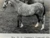 Zuchtstute Bengad Welsh Poppy (Welsh Mountain Pony (Sek.A), 1968, von Coed Coch Marli)