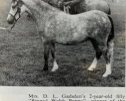 broodmare Bengad Welsh Poppy (Welsh mountain pony (SEK.A), 1968, from Coed Coch Marli)