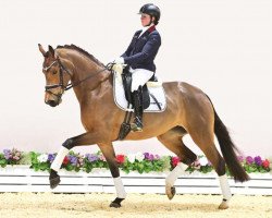 dressage horse Florida 157 (Oldenburger, 2020, from For Dance)