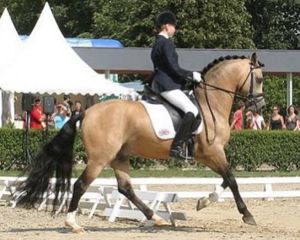 stallion Donnerblitz (German Riding Pony, 1997, from Donnerwetter)