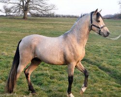 Pferd Sea Bird Fast (Deutsches Reitpony, 2006, von Donnerblitz)