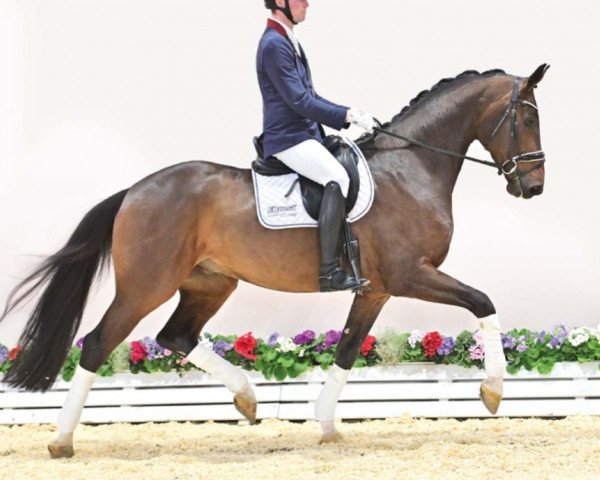 dressage horse Danny Gold (Oldenburg, 2020, from Dancier Gold FRH)