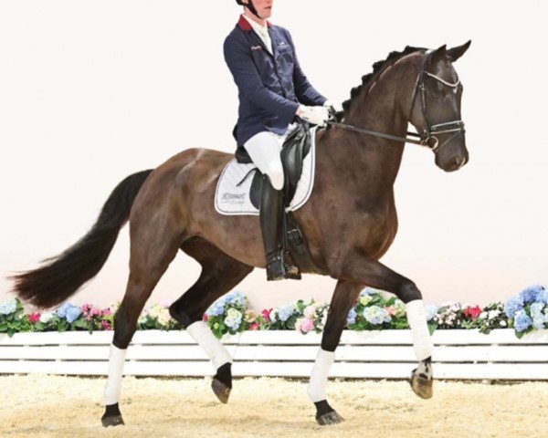 dressage horse Fine Lady (Oldenburg, 2019, from Fürst Wilhelm)