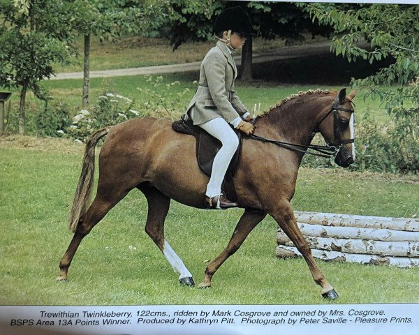 horse Trewithian Twinkleberry (Welsh-Pony (Section B), 1998, from Barkway Bolaero)