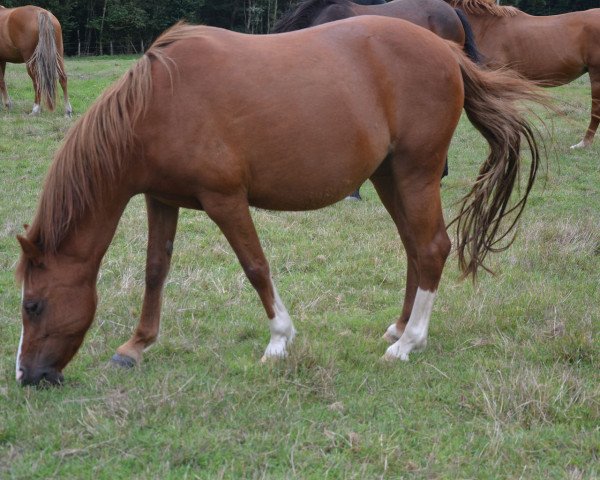 broodmare Ukaya de Fakoly (Welsh, 2008, from Valda du Terrefort)