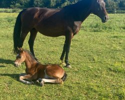 dressage horse Dream Touch (Oldenburg, 2023, from Destello OLD)