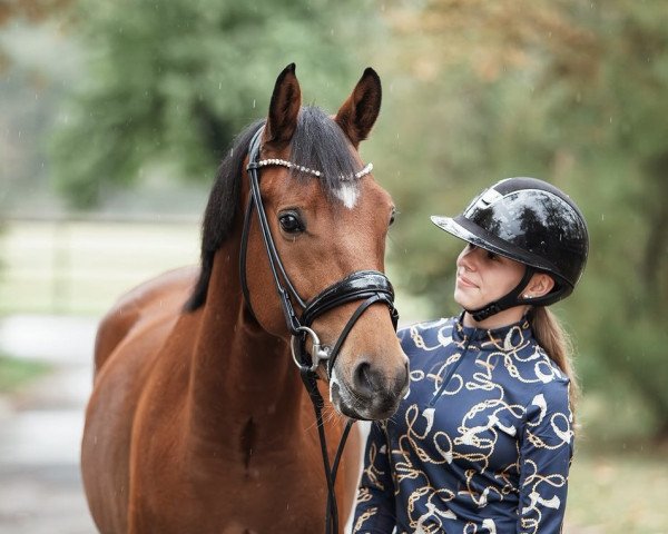 Dressurpferd Dream Bentley (Deutsches Reitpony, 2019, von Dreidimensional AT NRW)