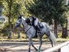 jumper Cherub Royal (Oldenburg show jumper, 2018, from Colman)