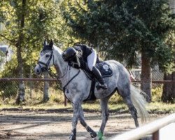 jumper Cherub Royal (Oldenburg show jumper, 2018, from Colman)