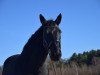 jumper Cornet's Matcho R (Hanoverian, 2011, from Cosinhus)