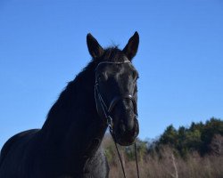 jumper Cornet's Matcho R (Hannoveraner, 2011, from Cosinhus)