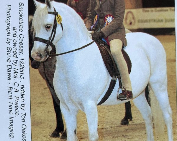 Pferd Smoketree Caesar (Welsh Pony (Sek.B), 1992, von Møllegårds Spartacus)