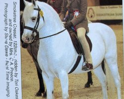 horse Smoketree Caesar (Welsh-Pony (Section B), 1992, from Møllegårds Spartacus)