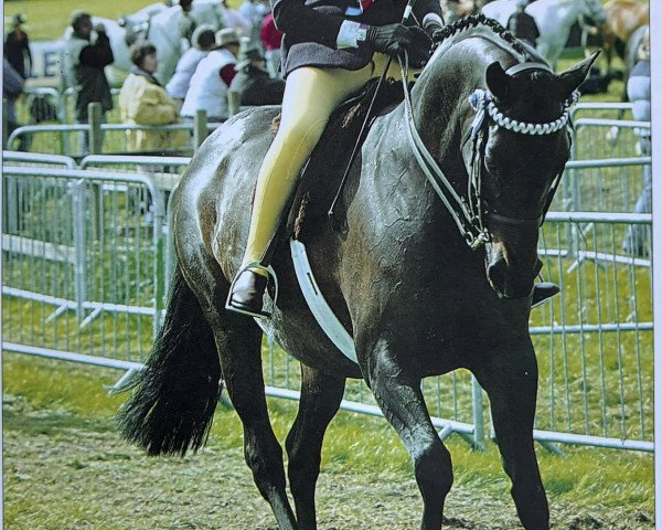 horse Jackets Verity (British Riding Pony, 1992, from Jackets Vagrant)