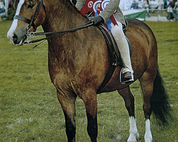 horse Chetwynd Caspar (Welsh mountain pony (SEK.A), 1999, from Whitcot Felix)