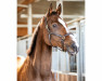 dressage horse Quindale (Hanoverian, 2008, from Quaterback)