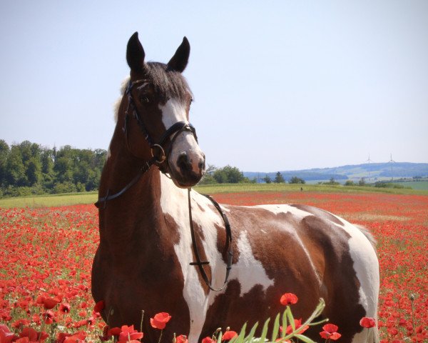 jumper Cassiopeia 131 (Pinto with riding horses pedigree, 2017, from Golden Diamond)