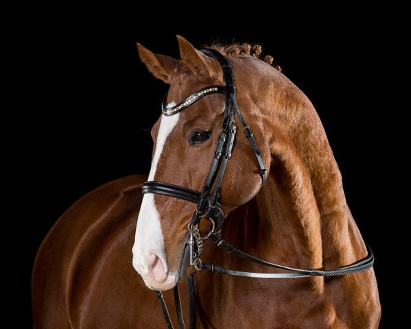 dressage horse Rocco Forte (Bavarian, 2003, from Rivero II)