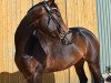 dressage horse Dear Destiny (Hanoverian, 2017, from Don Monet)