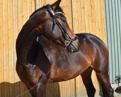 dressage horse Dear Destiny (Hanoverian, 2017, from Don Monet)