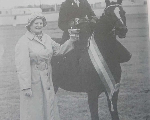 horse Keston Poletta (British Riding Pony,  , from Wingrove Minkino)