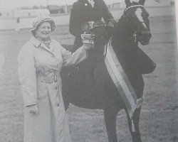 horse Keston Poletta (British Riding Pony,  , from Wingrove Minkino)