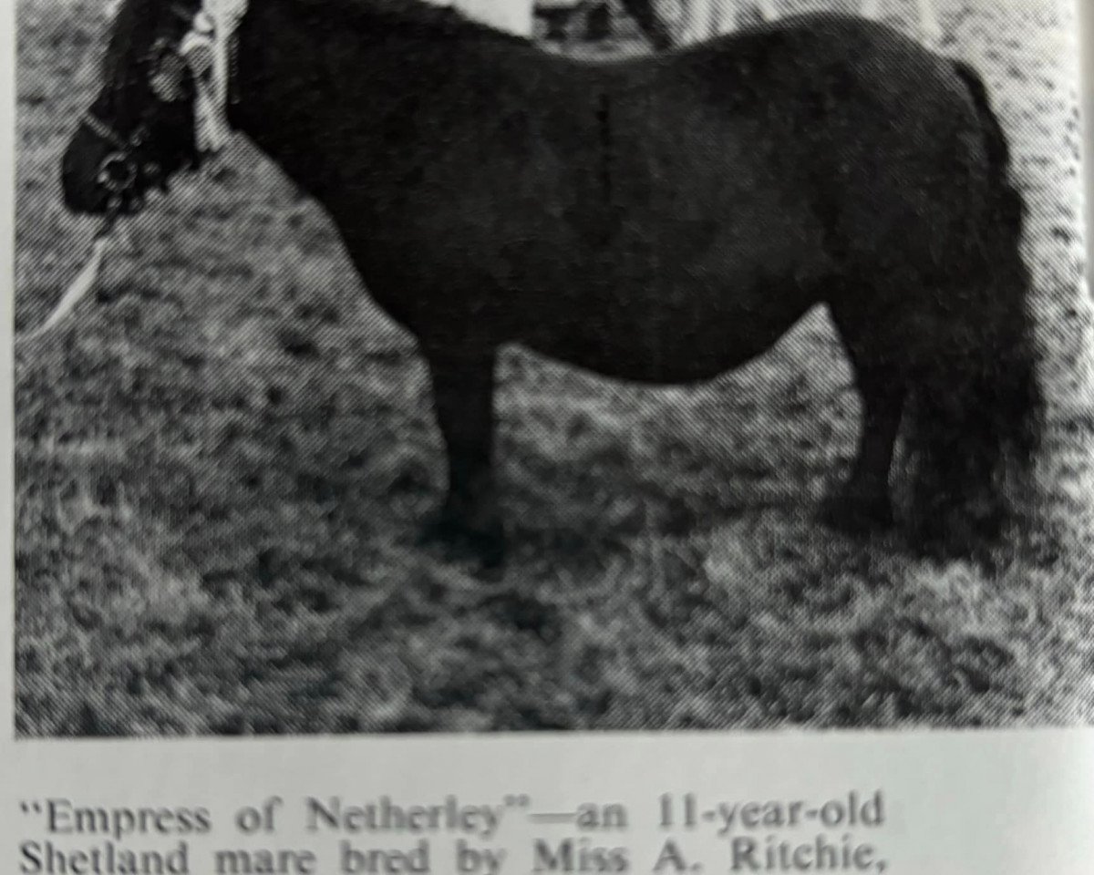 broodmare Empress of Netherley DUPLICATE (Shetland Pony, 1959, from Joseph of Marshwood)