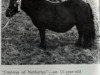 Zuchtstute Empress of Netherley DUPLICATE (Shetland Pony, 1959, von Joseph of Marshwood)