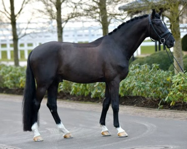 stallion Sezuan (Danish Warmblood, 2009, from Zack)