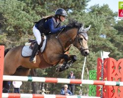 stallion Boticelli de Rohan (French Pony, 2011, from Sea Bird Fast)