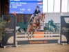 jumper Dafino 5 (German Riding Pony, 2018, from Don Diabolo NRW)