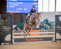 jumper Dafino 5 (German Riding Pony, 2018, from Don Diabolo NRW)