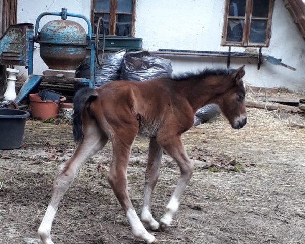 foal by Anrica (Trakehner, 2024, from Manrico)