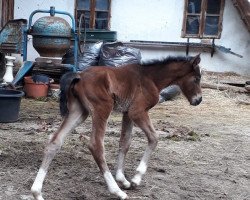 Fohlen von Anrica (Trakehner, 2024, von Manrico)