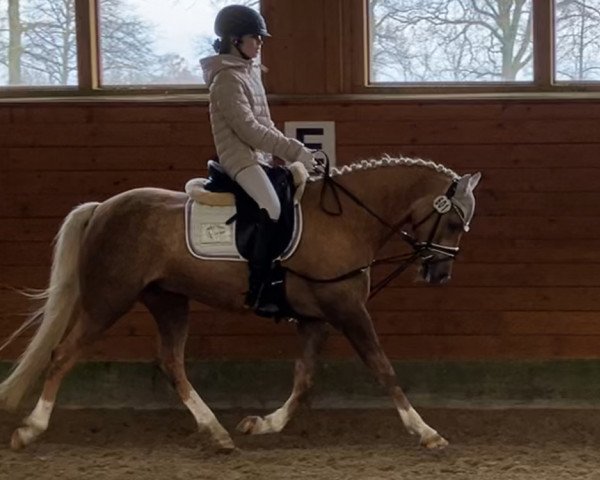 dressage horse Sofano JK (German Riding Pony, 2017, from Jonker's Socrates)