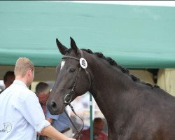 broodmare Evita (Westphalian, 2004, from Ehrentusch)